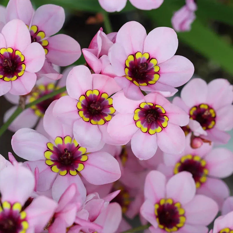 The Stunning Tricolor Wandflower Seeds Collection