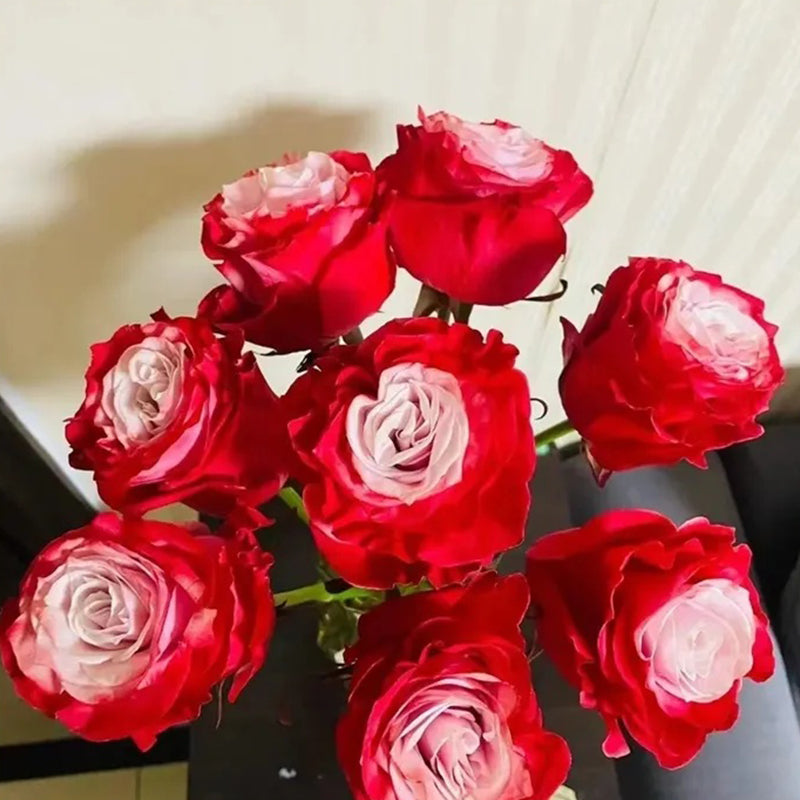 Garden of Dreams with Rare Color Varieties of Rose Seeds