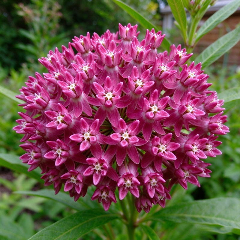 Purple Milkweed Seeds Perennial Tall Single for Pollinator Gardens