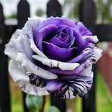 Rare Tricolor Rose 'Watercolor' Seeds