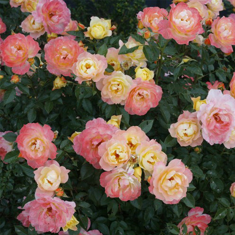 Italian Ice Rose Seeds