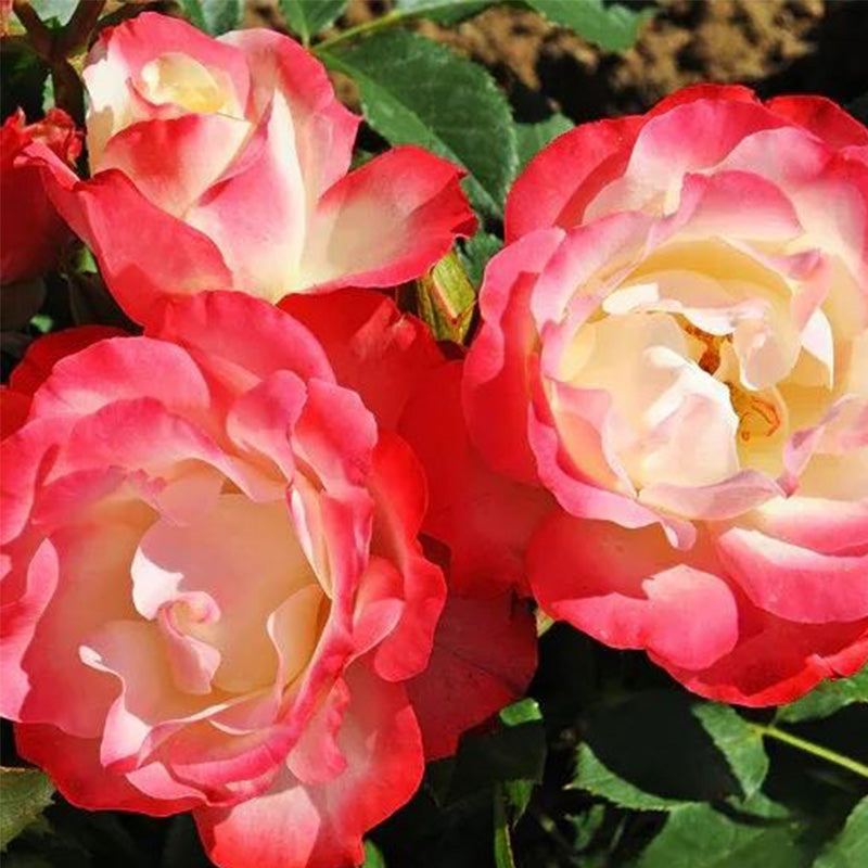 Rose Double Delight Seeds