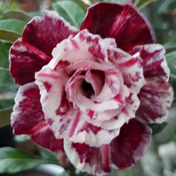 Adenium obesum Sugarism Seeds