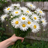 Shasta Crazy Daisy Seeds Perennial Tall Double for Wildflower Gardens