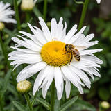 Shasta Crazy Daisy Seeds Perennial Tall Double for Wildflower Gardens