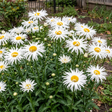 Shasta Crazy Daisy Seeds Perennial Tall Double for Wildflower Gardens