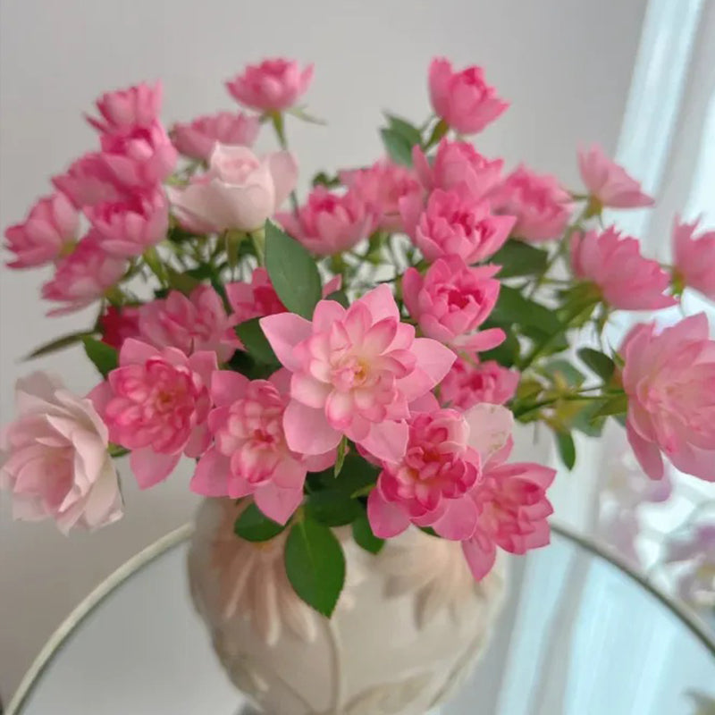 Semillas de rosa de loto estrella: florecen todo el año y traen buena fortuna de forma continua