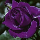 Rare Exotic Dark Purple Rose Seeds
