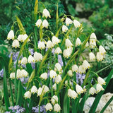 Copo de nieve de verano PureBeauty, nuevos comienzos