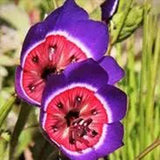 Radianes de Geissorhiza