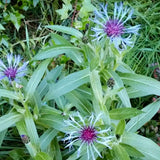 Centaurea montana- Bachelor Buttons