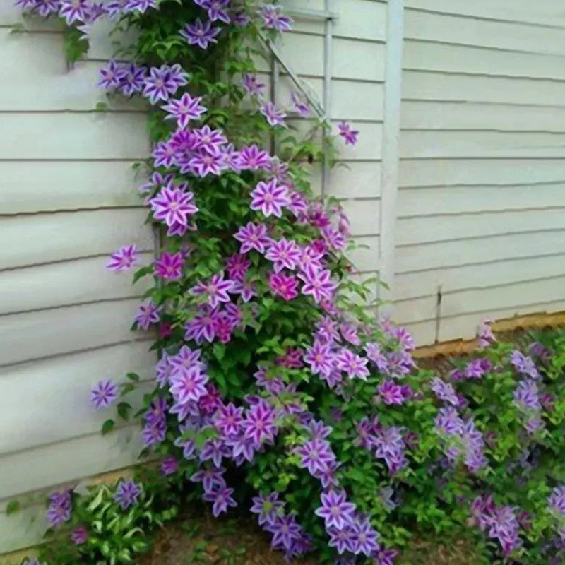 Clematis Flower Seeds Perennial Vines Climbing Clematis Plant Seed