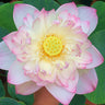 Bonsai Double Lotus Seeds-Pure Heart