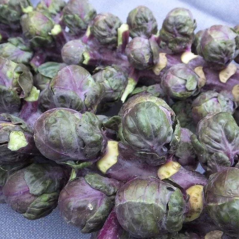 Brussels Sprouts Redarling F1