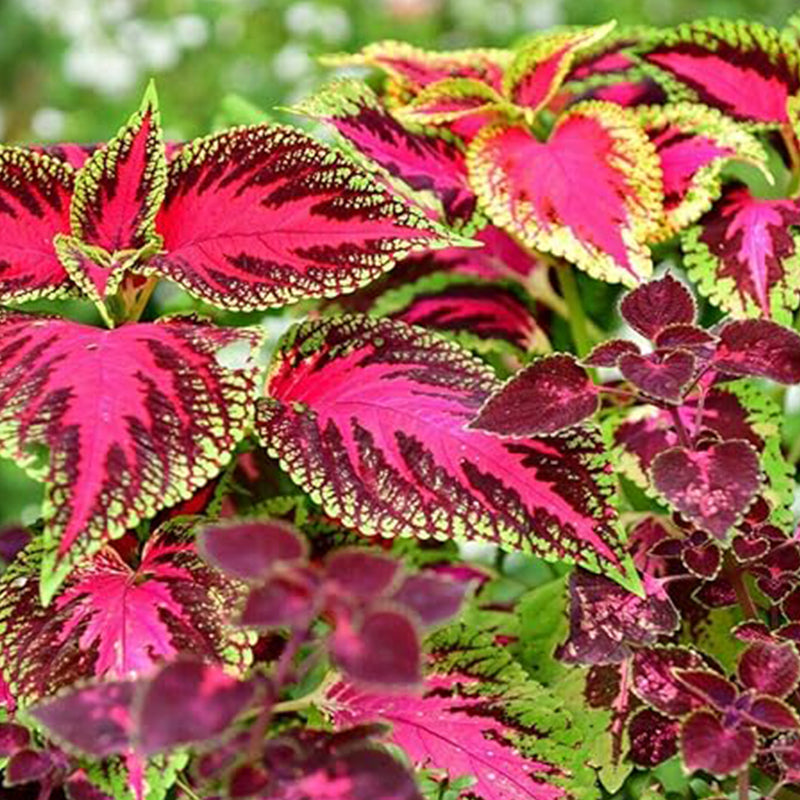 Rare Mixed Coleus Flowers Seeds Rainbow Coleus Wizard