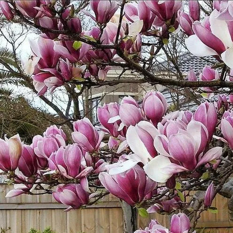 Árbol de flores de magnolia lirio Semillas de tulipán fragante de color rosa y morado Magnol Liliiflora