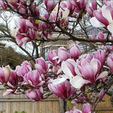 Árbol de flores de magnolia lirio Semillas de tulipán fragante de color rosa y morado Magnol Liliiflora