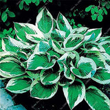 Semillas de plantas de mezcla de hostas