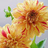 Rare Dahlias