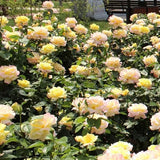 Rosas de la Paz - El Mensajero de la Paz