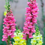 Mixed Color Cut Snapdragon flower Seeds