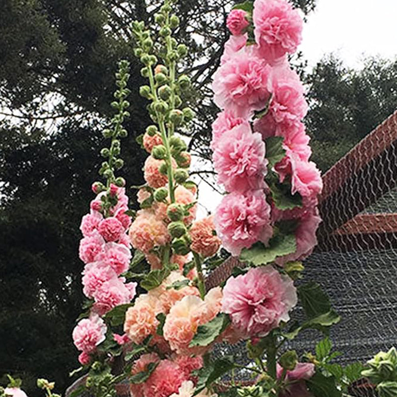 Semillas de malvarrosa Carnival Mix, malva gigante, flores de malvarrosa doble, semillas perennes, flores para jardín de casa al aire libre