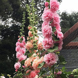 Semillas de malvarrosa Carnival Mix, malva gigante, flores de malvarrosa doble, semillas perennes, flores para jardín de casa al aire libre