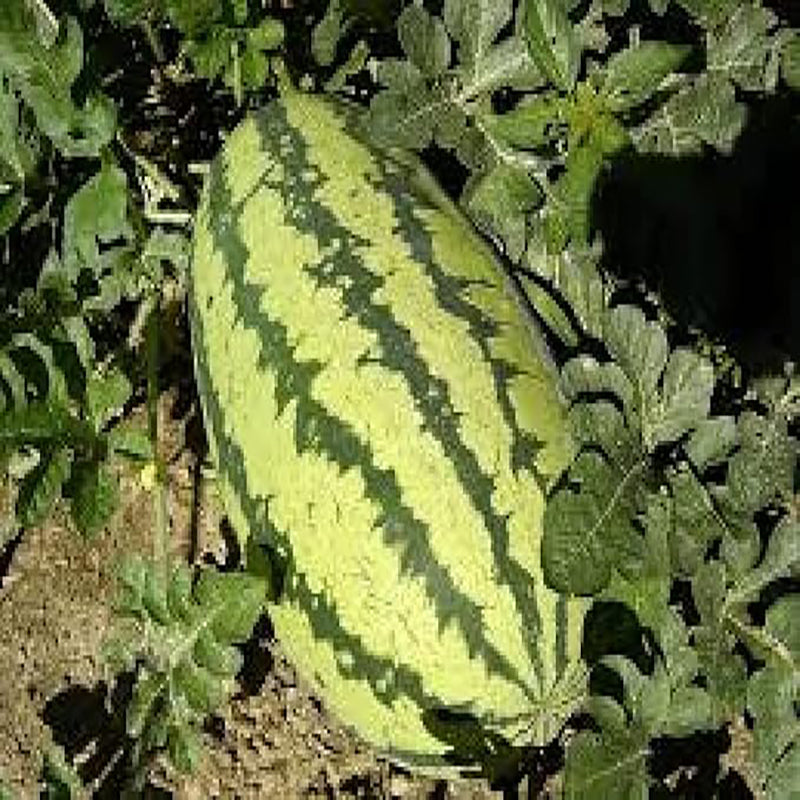 Semillas de sandía Jubilee para plantar
