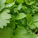 Broccoli Raab, Spring