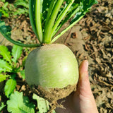 False-Watermelon Radish Seeds