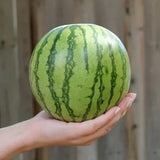 Semillas de sandía - Amarilla Petite