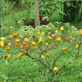Semillas de fruta de pezón ~ Ubre de vaca ~ Fruta de teta ~ Manzana de Sodoma (Solanum mammosum) ~ Fruta de pezón Fruta extraña de la familia Solanum