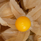 Cape Gooseberry Tomatillo, Ground Cherry  Goldenberry Seeds