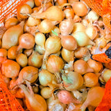 Yellow Stuttgarter Onion Sets Seeds,Noon Day Neutral Planting Set Growing Vegetable Scallion Green Seed