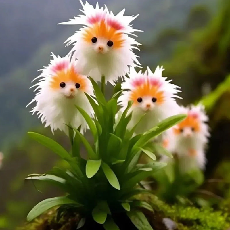 ¡Plantas asombrosas! El ojo de gato deslumbra