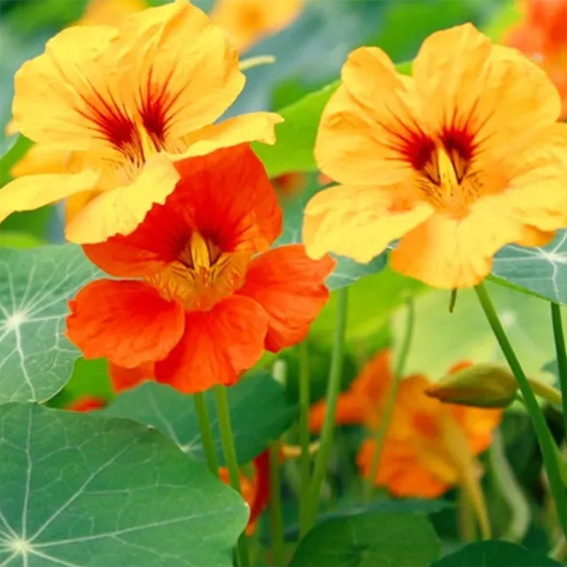 Semillas de capuchina (alta) - Colores variados