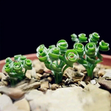 Egrow Sprial Grass Seeds Green Succulents Plants Garden DIY Bonsai Potted Flower Seeds