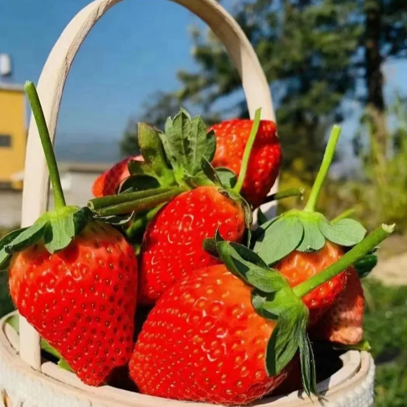 Semillas de crema de fresa