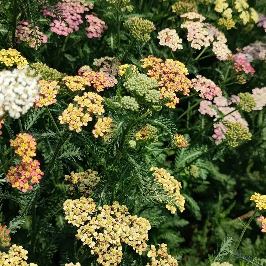 Mix Swamp Milkweed Seeds