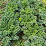 Crisp Morning Curly Kale Seeds
