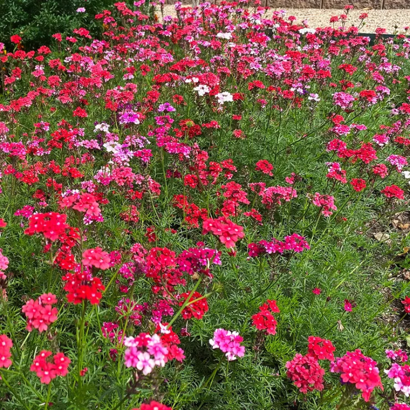 'Sweetheart Kisses' Moss Verbena Seeds