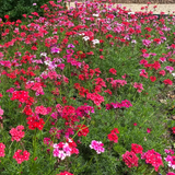 'Sweetheart Kisses' Moss Verbena Seeds