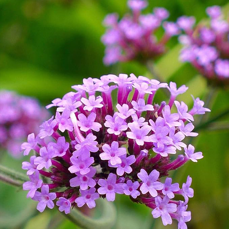 Semillas de flores de verbena bonariensis de hojas moradas perennes para plantar