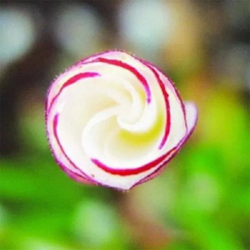 Semillas de la planta de oxalis versicolor, bastón de caramelo