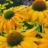Yellow Coneflower Seeds - Bright Hardy Perennial Pollinator Flower