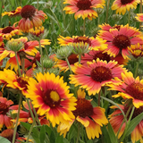 Blanket Flower Seeds