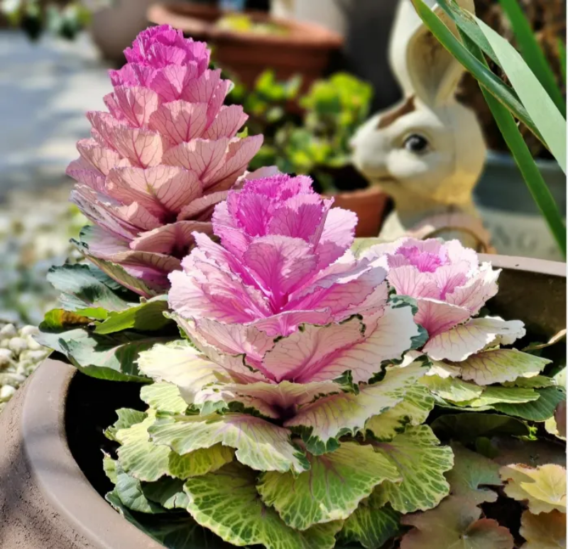Colorful Kale Mix Seeds