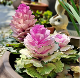 Colorful Kale Mix Seeds