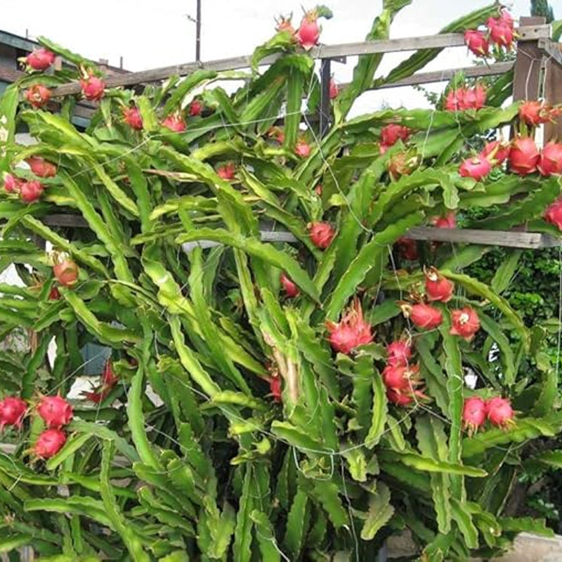 Rare Red Dragon Fruit (Pitaya) Seeds