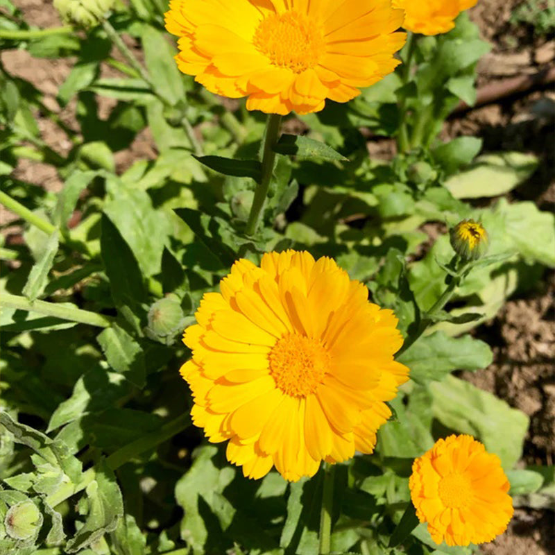 Resina de caléndula